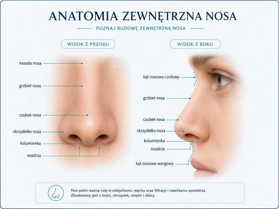 Anatomia zewnętrzna nosa